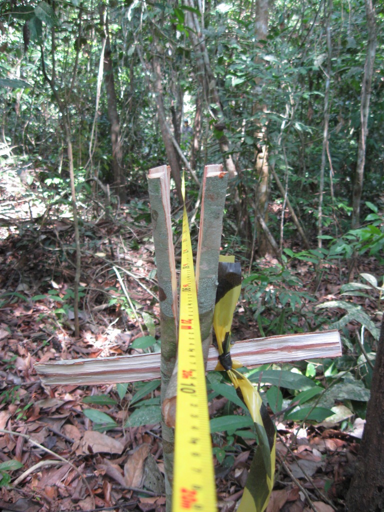 Projeto Paragominas 2dez 028-2.jpg