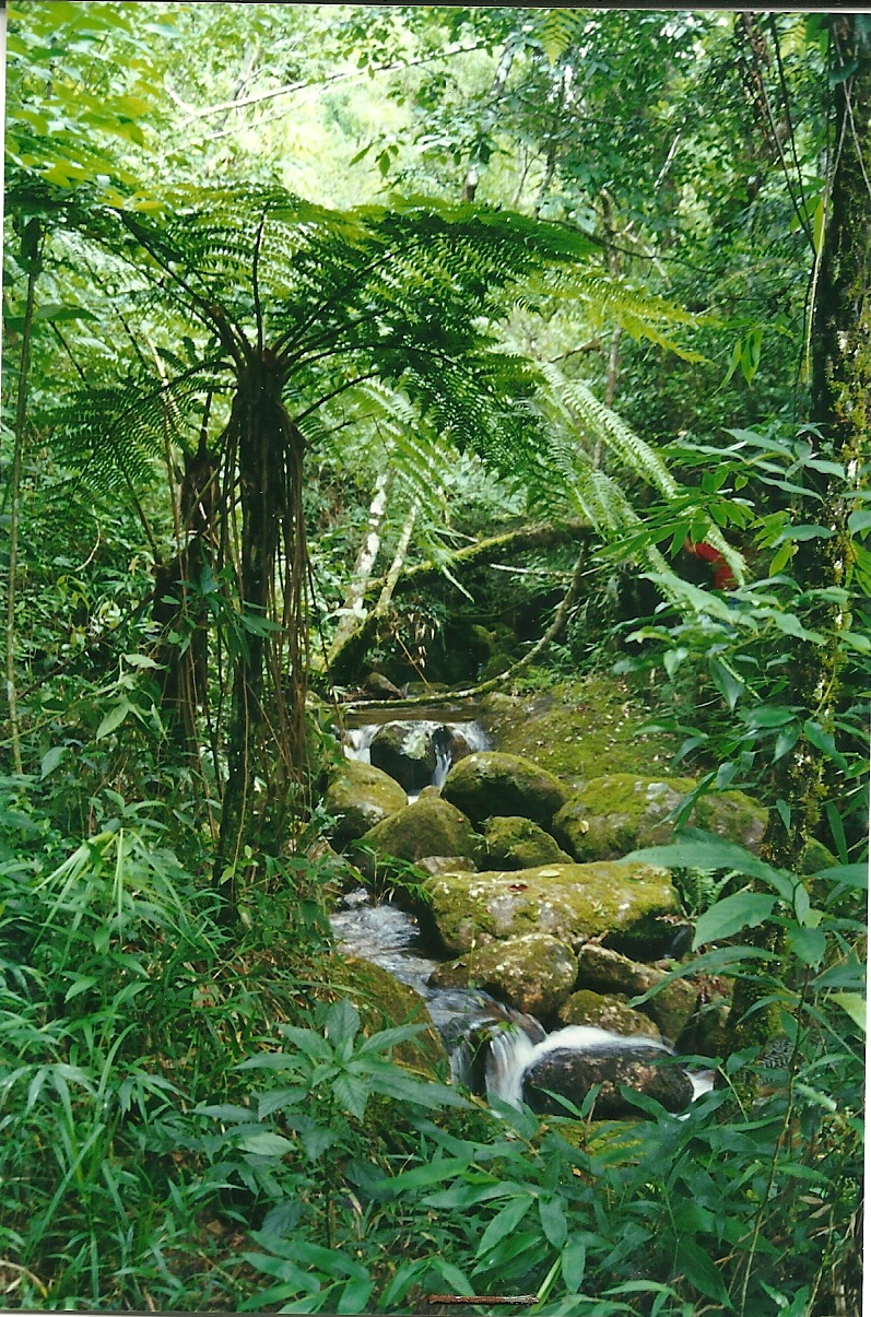 Pequeno rio dentro da reserva.jpg